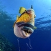triggerfish_titan_bro_b_ni_v_0628_egy1103.jpg